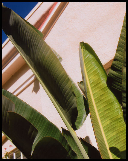 Palms with personality