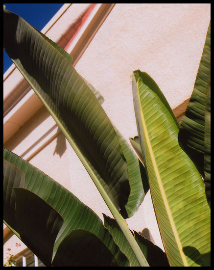 PALMS WITH PERSONALITY Nature Color (Digital)