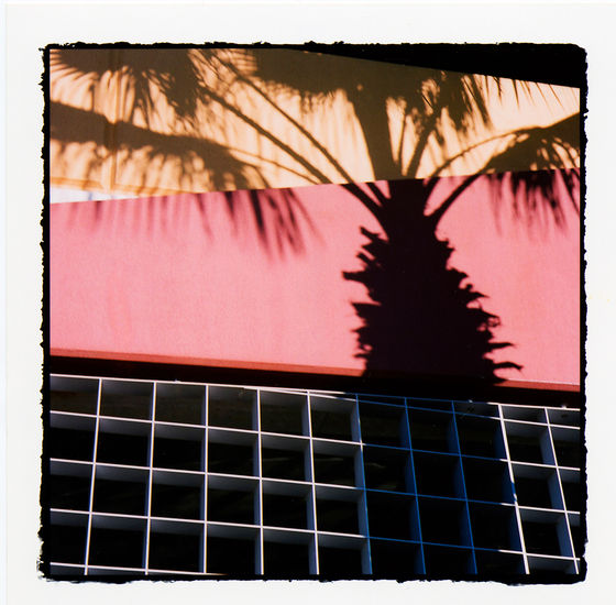 PALMS WITH PERSONALITY Nature Color (Digital)