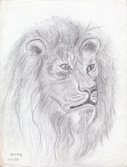 Estudio de Animales, Rostro de un León Graphite