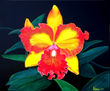 Cattleya "Hummingbird" Orchid