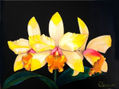 "Heart of Gold" Cattleya Hybrid Orchid