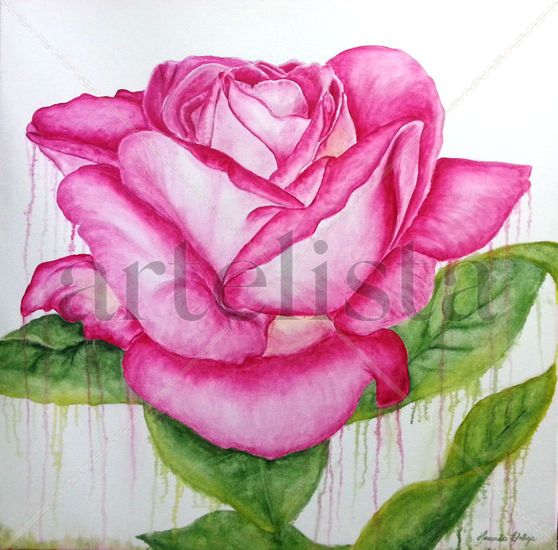 Rosa Rosa Oil Canvas Floral Painting