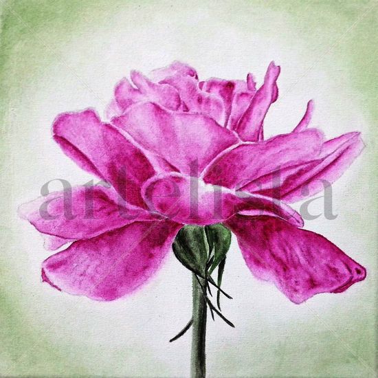 Rosa Mini I Oil Canvas Floral Painting