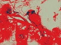rojo de la mañana