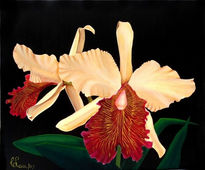 Cattleya "Dowiana"...