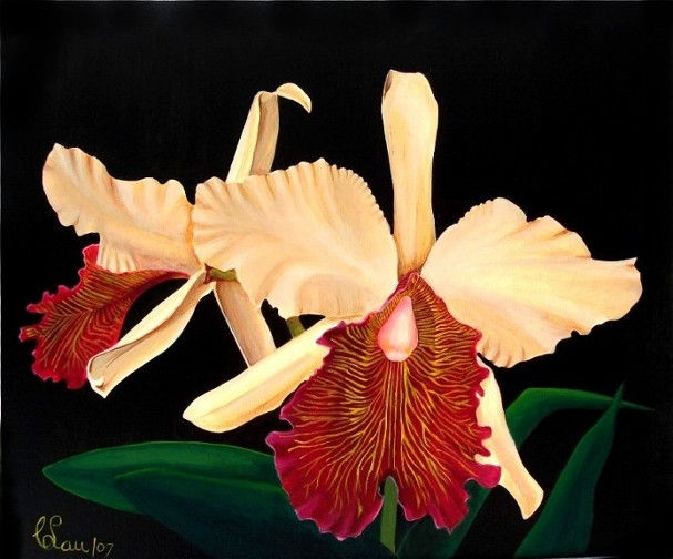 Cattleya "Dowiana" Hibrid Orchids