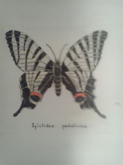 mariposas Lápiz