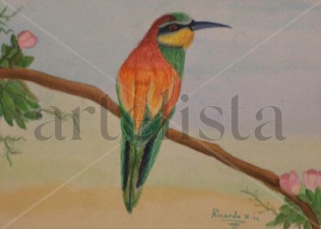 Colibri en el Campo