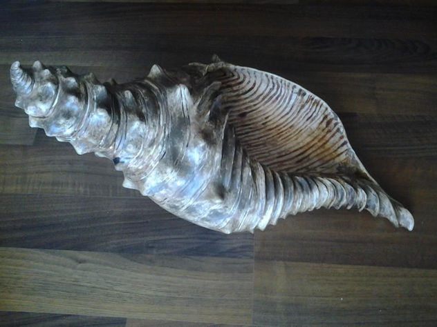 caracola canaria