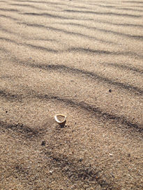 Shell in Sand