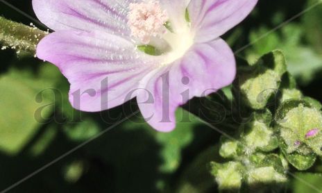 FLORES