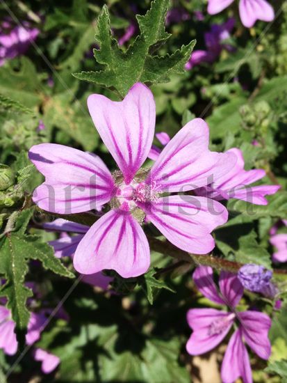 Pretty flower Nature Color (Digital)