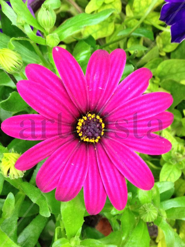 PINK flower