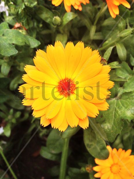 Flores