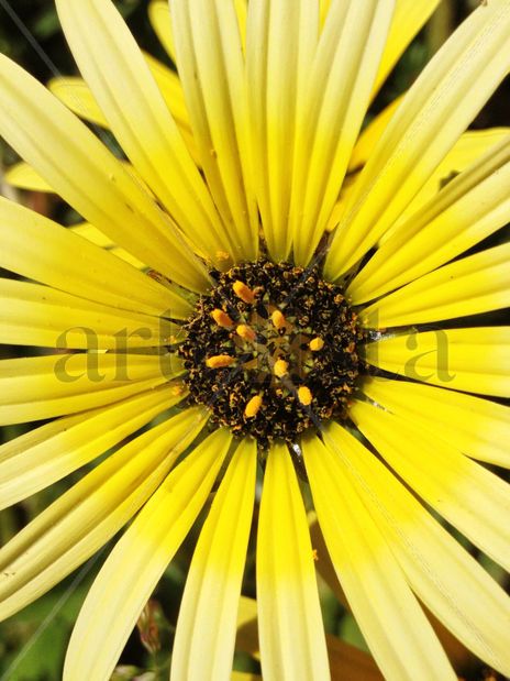 Flor