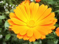 Orange flower