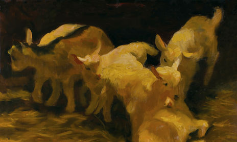 Cows, Goats, Sheep