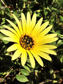 Yellow flower