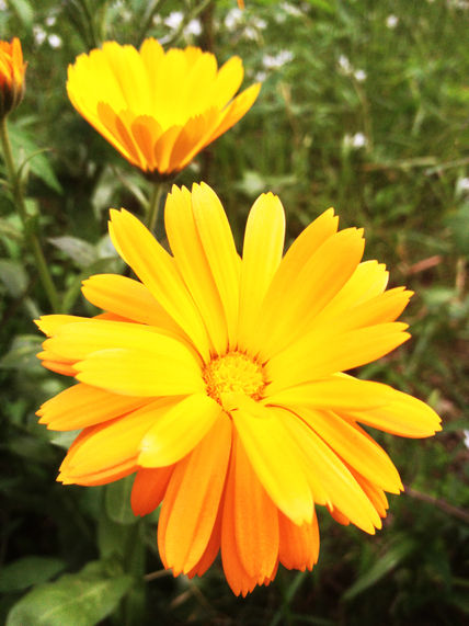 Spring Flowers