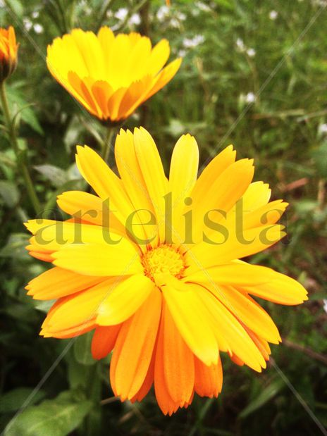 Spring Flowers