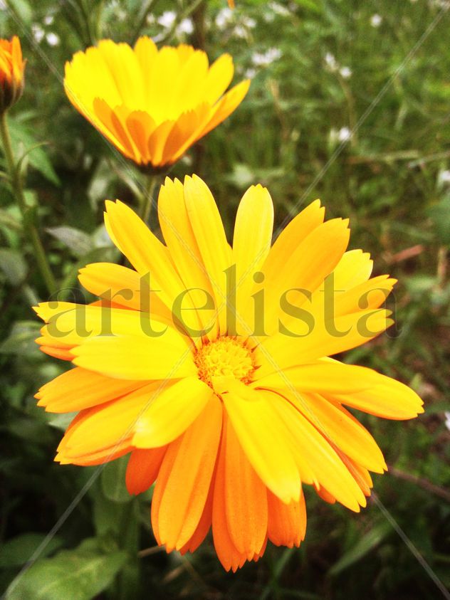 Spring Flowers