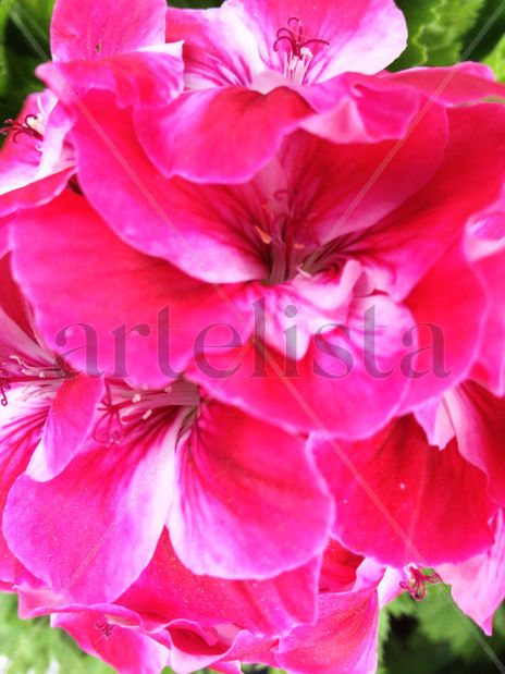 Pink flower