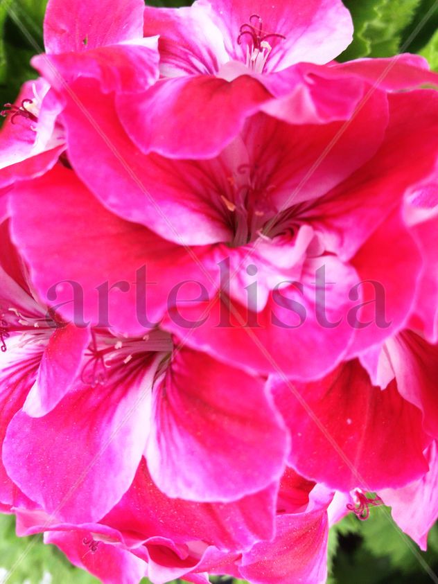 Pink flower