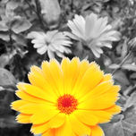 FLORES thumbnail 2