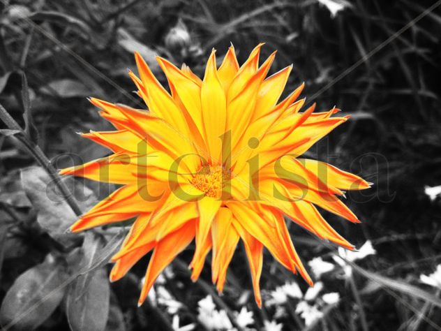 Flower