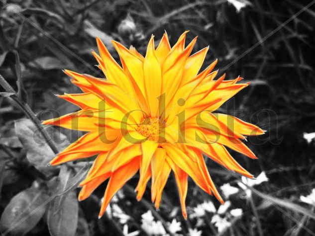 Flower Nature Color (Digital)