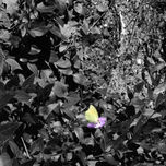 FLORES thumbnail 1