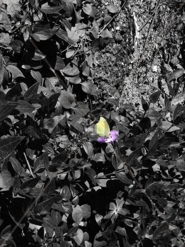 butterfly