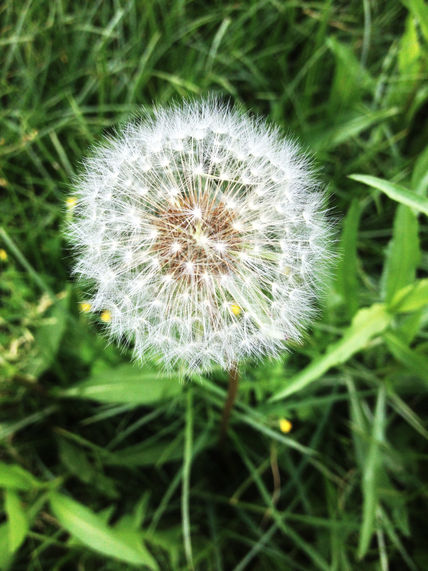 Spring