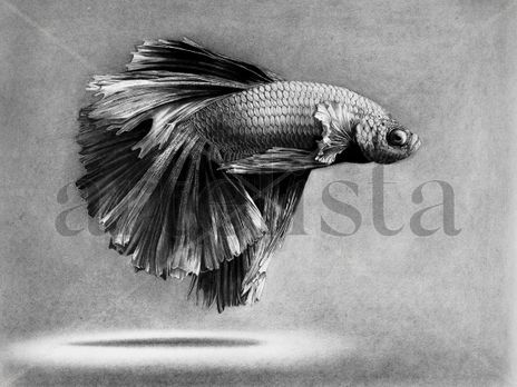 Pez | Fish
