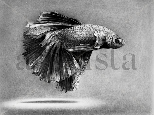 Pez | Fish