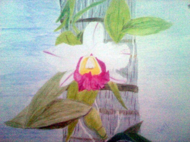 Orquídea Pencil (coloured) Paper Floral Painting