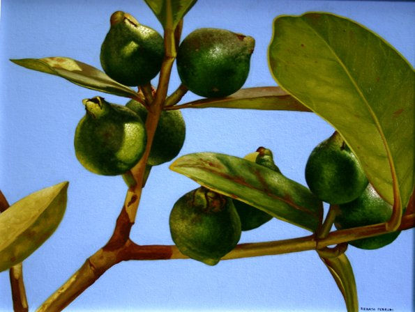 frutas