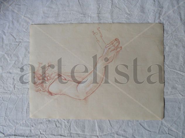 Estudio anatómico del brazo