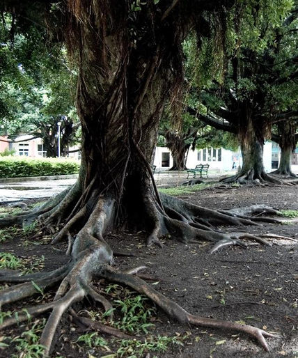 Árbol