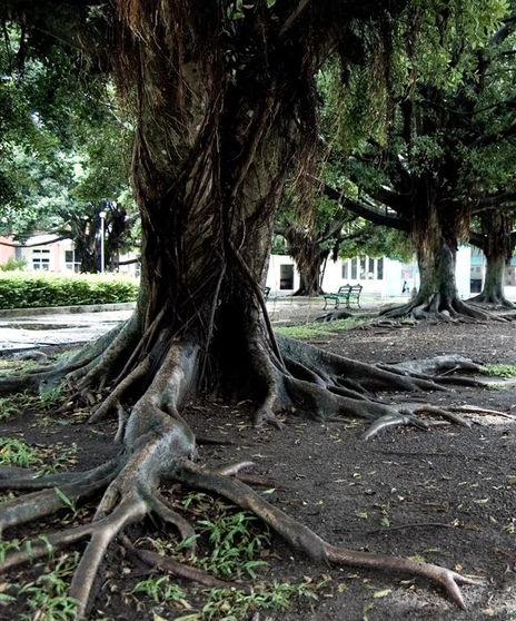 Árbol