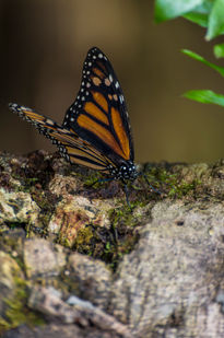 Mariposa en reposo