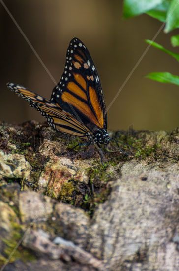 Mariposa en reposo Nature Color (Digital)