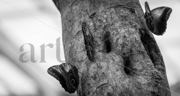 Mariposas Naturaleza Blanco y Negro (Digital)