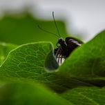 Mariposario 2012 thumbnail 2