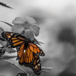 Mariposario 2012 thumbnail 1