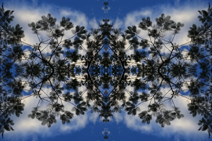 Arbofractal #20