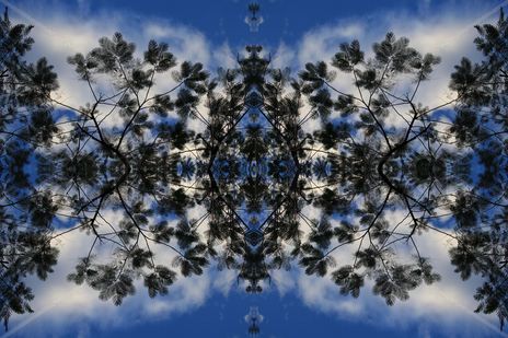 Arbofractal #20