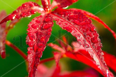 Wet Maple Tree
