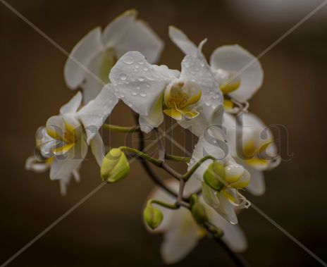 Orquideas
